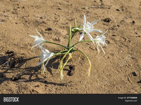 White Desert Lily Image & Photo (Free Trial) | Bigstock