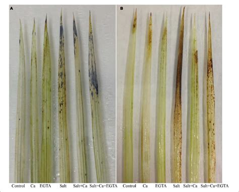 Histochemical Detection Of O Bullet− 2 A And H 2 O 2 B In Leaf