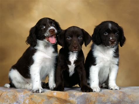 Spaniel puppies wallpaper | 1600x1200 | #14297