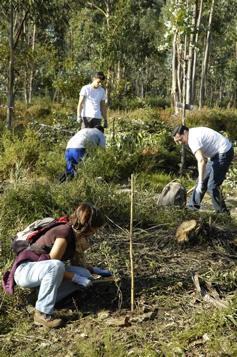 Convite Mais Rvores Nativas Para Valongo Futuro Projeto