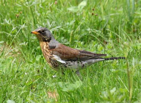 Thrush In Green Grass Stock Photo Image Of Green Fieldfare 30971086