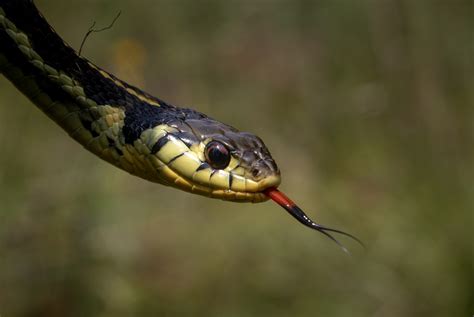 Yellow Throated Garter Snake From Valle De Bravo M X M Xico On