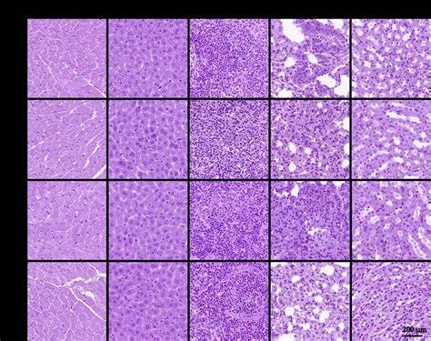 Fig S Histological Analysis Of Hematoxylin Eosin Staining Of Heart