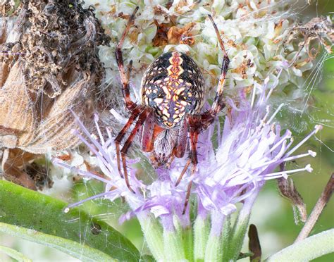 Western Spotted Orbweaver - Gottlieb Native Garden