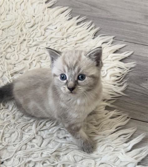 Stunning Ragdoll mix breed kittens | in Gloucestershire | Gumtree