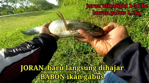 Strike Ikan Gabus Besar Reel Fugu Kitaro Menjerit Dihajar Babon Ikan