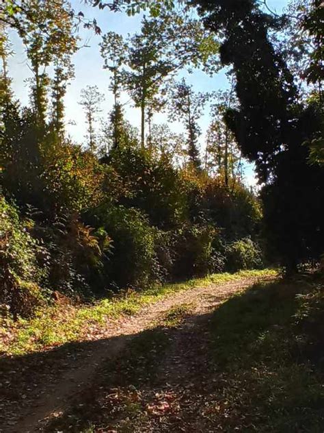 Parco Regionale Dei Castelli Romani I Sentieri C A I All Interno Del