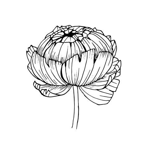 Premium Vector Black Outline Of A Peony Flower On A White Background