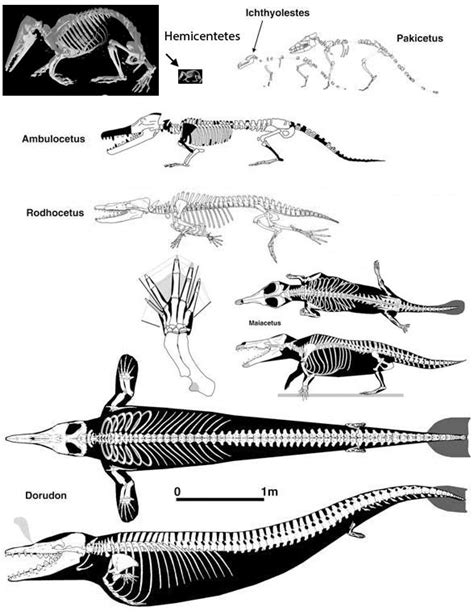 Ambulocetus Skeleton