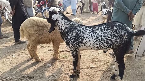 Most Beautiful Makhi Cheeni Big Bakra In Bakra Mandi Big Goat Male Of