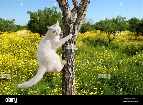 Cat Climbing Hi Res Stock Photography And Images Alamy