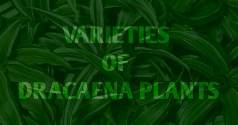 Varieties of Dracaena Plants: A Quick Guide - HouseplantJoy.com