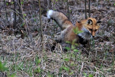 Red Fox jumping on prey stock photo. Image of grass - 120101358