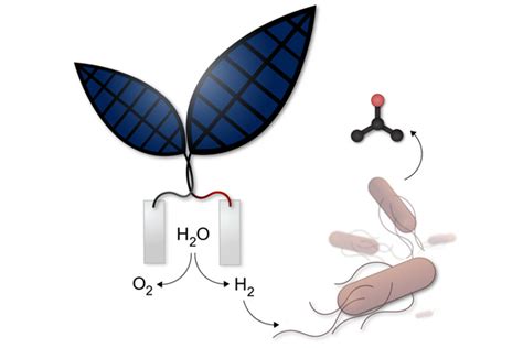 Grow Your Own Fuel With A Backyard Bionic Leaf - Emagazine.com