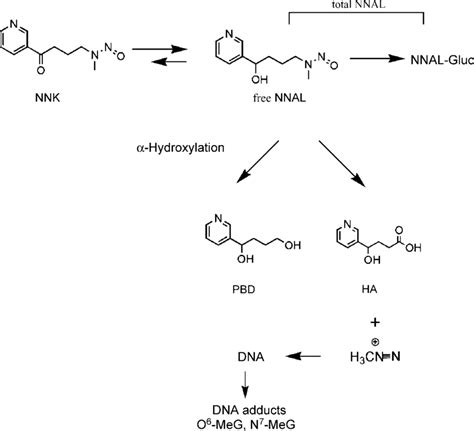 Overview Of NNK Metabolism Showing Structures Of Most Urinary