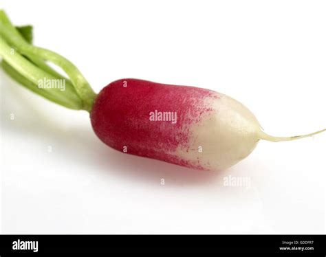 Pink Radish Raphanus Sativus Against With Background Stock Photo Alamy