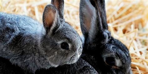 Do Female Rabbits Get Along? - 3 Tips For Success - Rabbit Care Basics