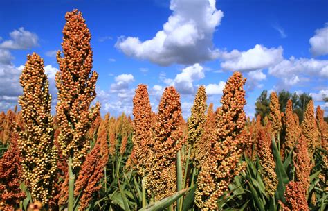 Cient Ficos Chinos Desarrollan Cultivo De Sorgo Con Mejor Sabor Y Olor