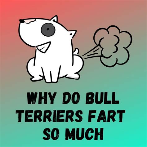 Why Do Bull Terriers Fart So Much 5 Reasons