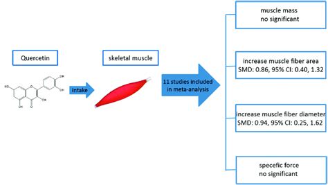 Schematic Present The Overall Effect Of Quercetin Supplementary On