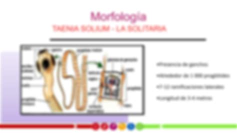 SOLUTION Exposición taenia solium y taenia saginata Studypool