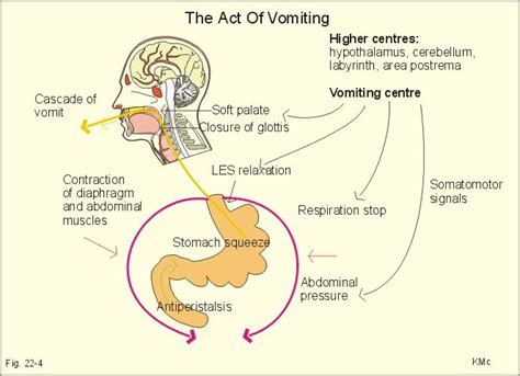 The Feeling Of Nausea And An Array Of Sympathetic Nervous System