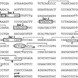 Sequence Of The ATG 5 Flanking Region Of The Human MXI1 Gene Analysis