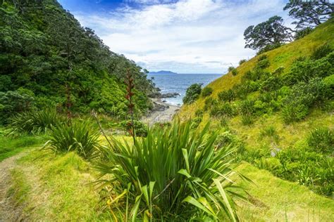 Hiking The Coromandel Coastal Walkway New Zealand 38 Stock Photo