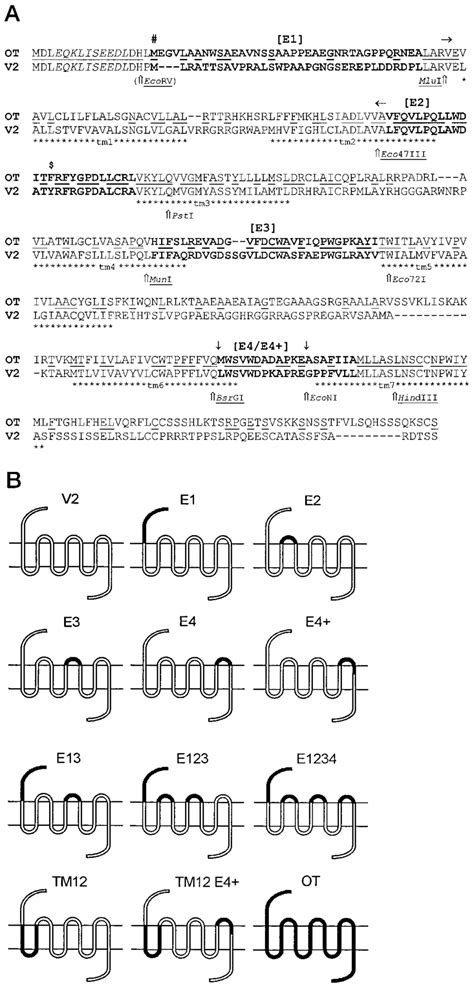 Alignment A Of The Porcine Oxytocin Ot And V Vasopressin Receptor