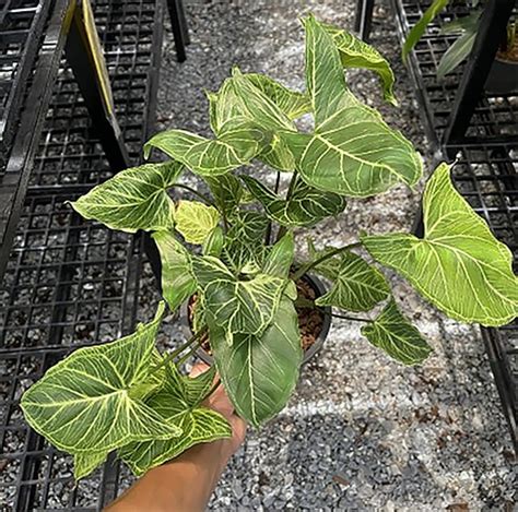 Syngonium Podophyllum Batik Tropics Home