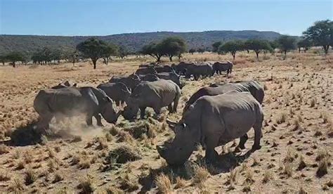 Supplemental Feed April 2024 Baby Rhino Rescue