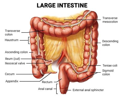 Large Intestine Parts In Order - My Bios