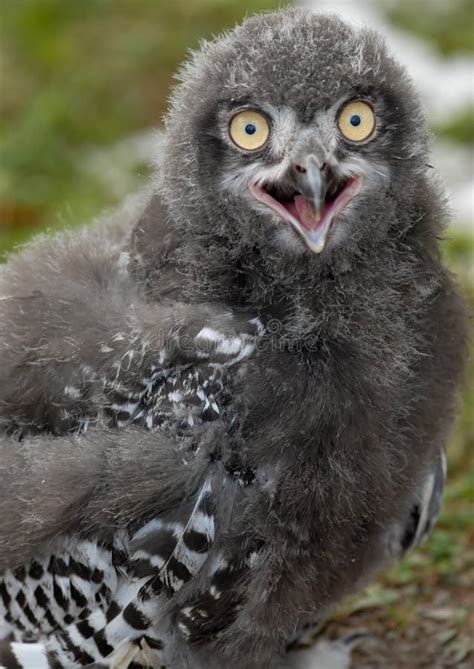 Baby Snowy Owl stock photo. Image of raptor, nature, bird - 6012802