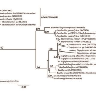 Phylogenetic Position Of Local Bacterial Isolates By Maximum Likelihood