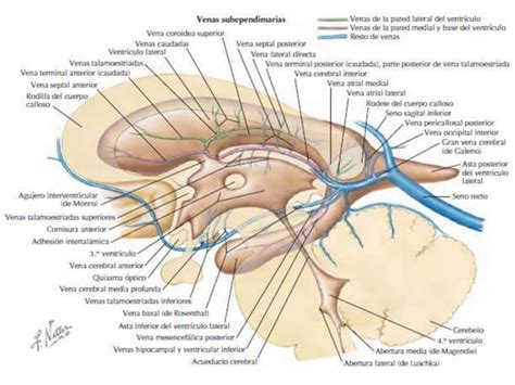 Irrigacion Y Drenaje Venoso Del Encefalo Ppt