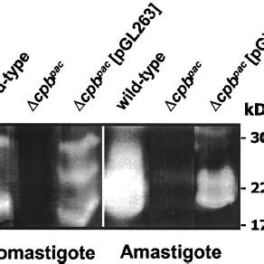 Gelatin SDS PAGE Analysis Of The Cpb Pac PGL263 Mu Tant Lysates