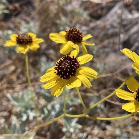 Brittlebush From La Paz B C S MX On May 22 2023 At 11 08 AM By