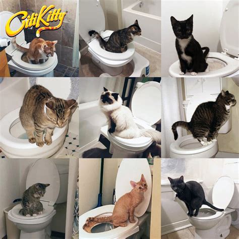 Citikitty Cat Toilet Training Kit Citikitty Inc