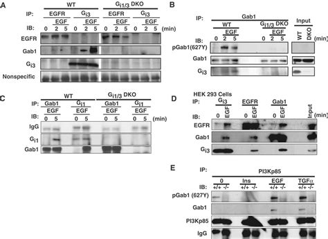 Gαi1 And Gαi3 Are Required For Epidermal Growth Factor Mediated