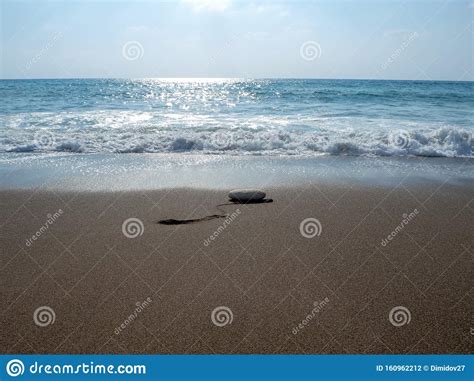 Tartarugas Marinhas Na Praia Chipre Foto De Stock Imagem De