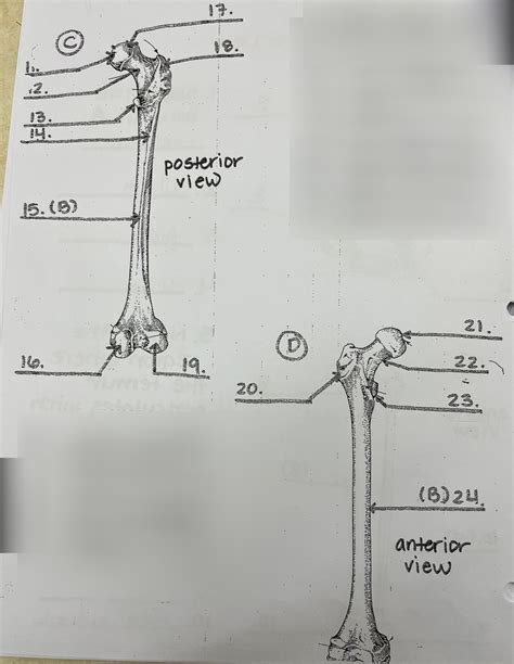 Femur Anterior And Posterior Views Diagram Quizlet