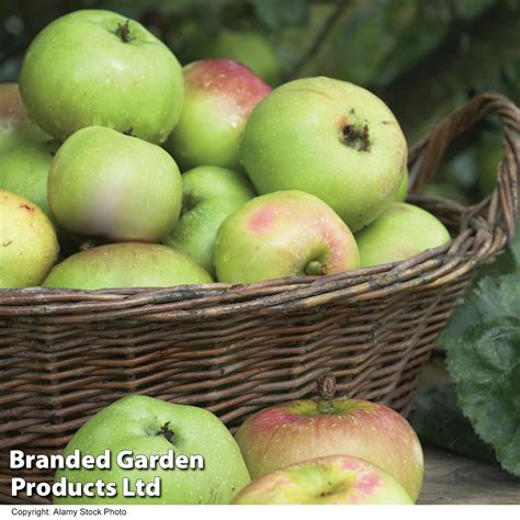 Apple Bramley S Seedling Suttons