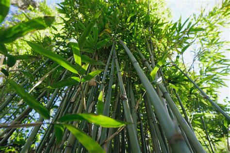 Amazing Facts About Bamboo A Comprehensive Guide To Natures Green