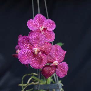 KT 7302 Ascda Gua Chia Long X Ascda Lenakamolphan Kultana Orchids