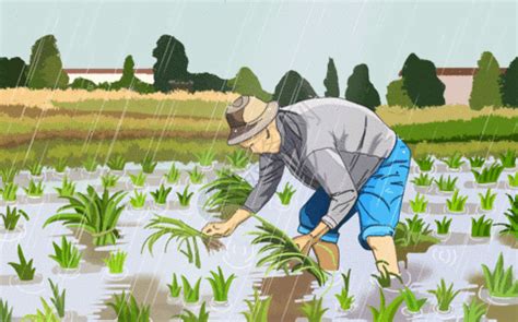 Farmer Planting Under The Rain GIFDB