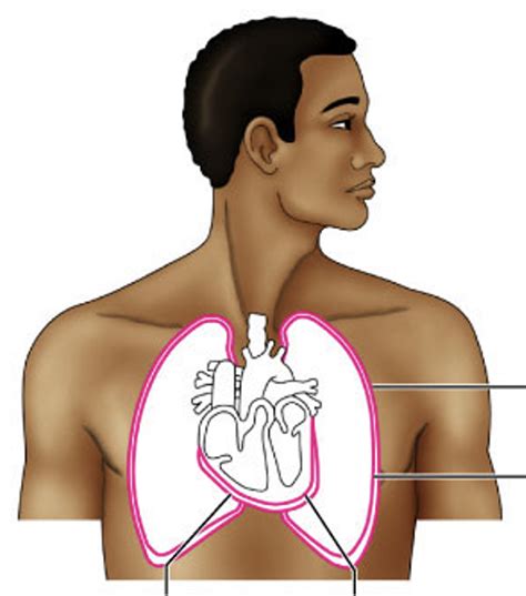 Serous Membranes Diagram Quizlet