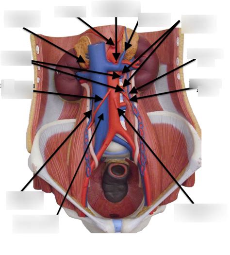 Abdominal Cavity Vessels Diagram Quizlet