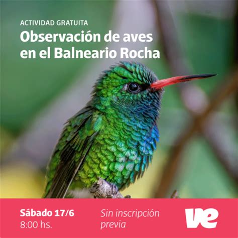 Observación de aves en el Balneario Rocha Municipalidad de Villa