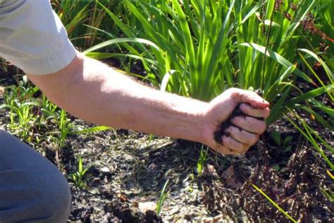 What To Do About Compacted Soil Gardening In Michigan