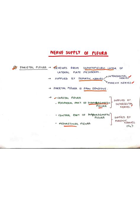 Solution Pleura Anatomy Studypool